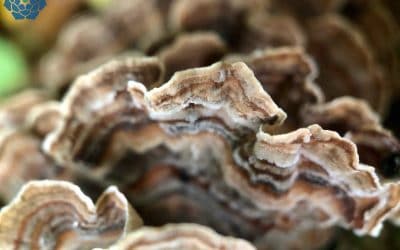 Outkovka pestrá (Coriolus) v českých lesích