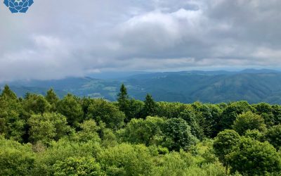 Únor – měsíc, kdy se probouzejí stromy