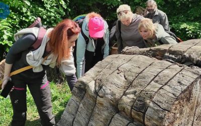 Fytoterapie – téma Houby a praxe v přírodě