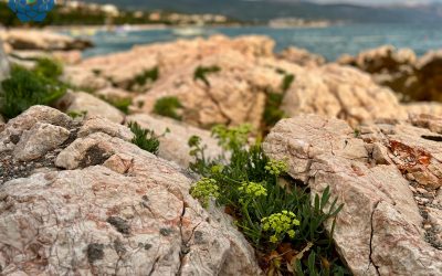 Motar přímořský – adaptogenní potravina i pleťový zázrak