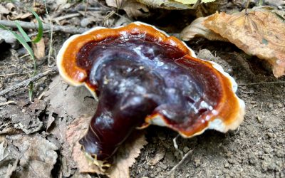 Lesklokorka lesklá (reishi) v českých lesích