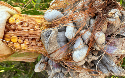 Magická houba: sněť kukuřičná (huitlacoche)